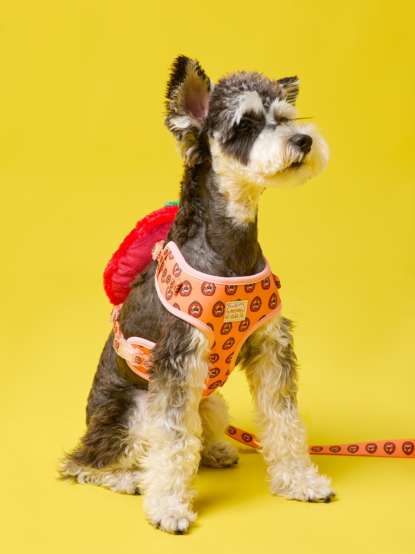 Ripe Tomato Dog Harness and Leash Bundle – Vibrant, Durable, and Comfortable